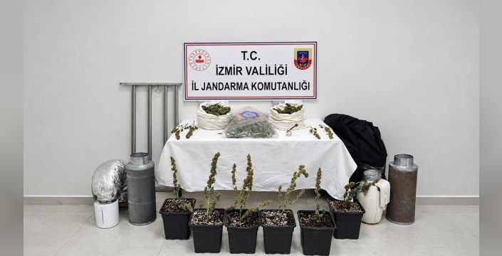İzmir'de yasa dışı kenevir ekimine operasyon yapıldı