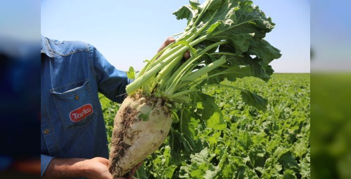 Konya Şeker çiftçiye 890 milyon TL avans ödeyecek