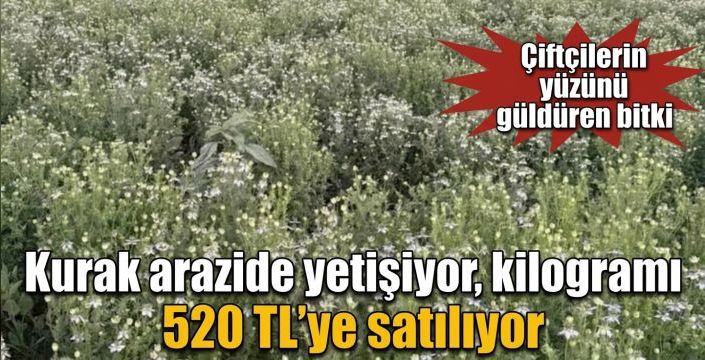 Kurak arazide yetişiyor, kilogramı 520 TL’ye satılıyor! Çiftçilerin yüzünü güldüren bitki