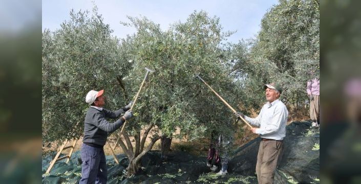 Manisa'da zeytin hasadı öncesi eğitim verildi