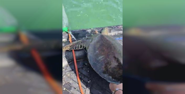 Milas'ta caretta caretta, pet şişeden kurtarıldı