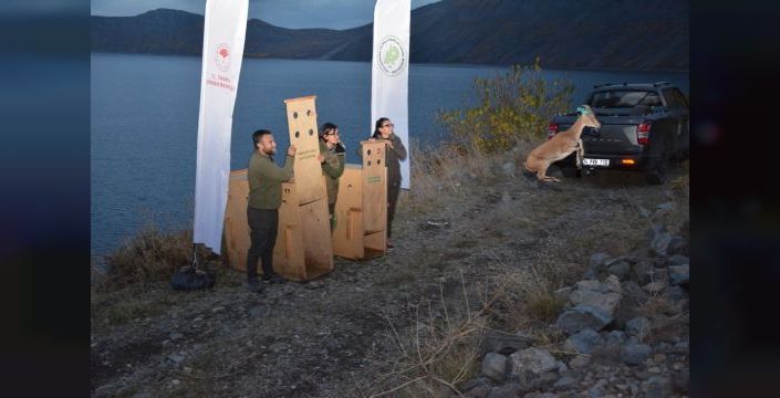 Nemrut Kalderası'na iki yaban keçisi salındı