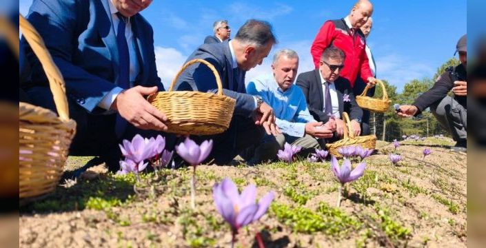 Safranbolu'da safran hasadı yapıldı
